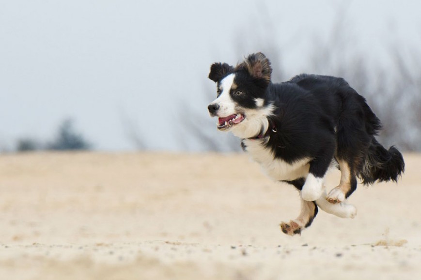 Perro corriendo por una playa "dogfriendly"